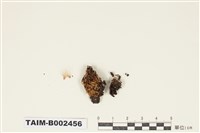 藏品(薄齒苔屬)的圖片